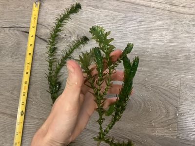 Elodea