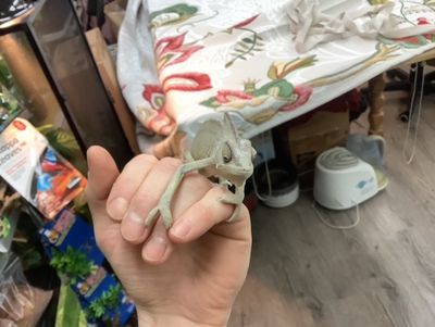 Veiled Chameleon Female #1