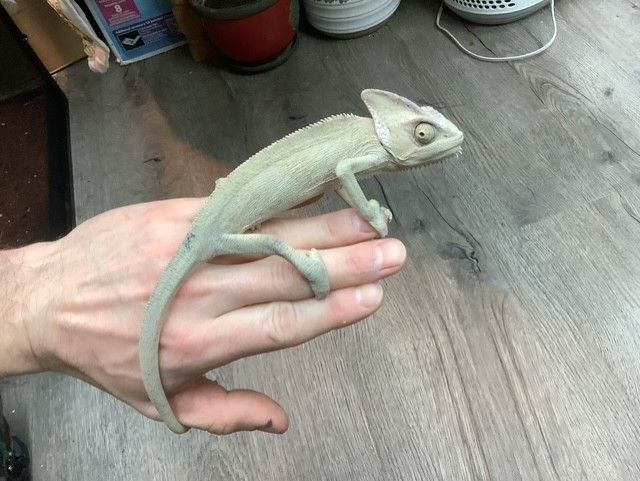 Veiled Chameleon Female #1