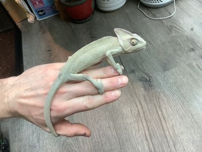 Veiled Chameleon Female #1