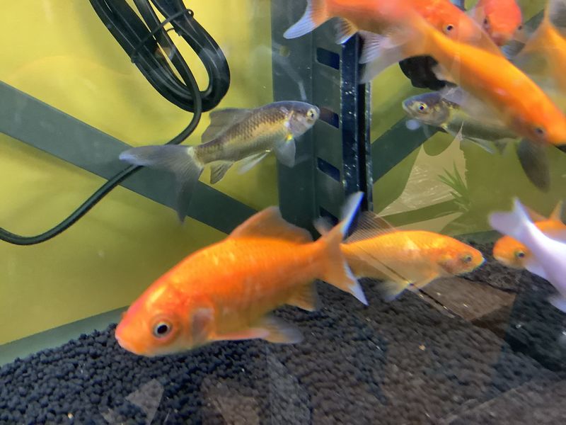Large Comet Goldfish
