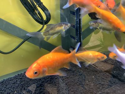 Large Comet Goldfish