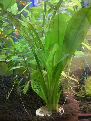 Amazon water sword Echinodorus Amazonicus