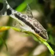 Otocinclus Catfish