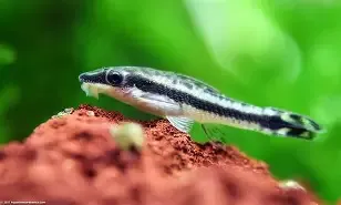 Otocinclus Catfish