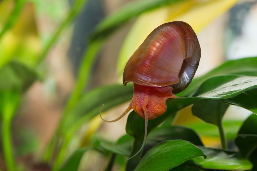 Great Ramshorn Snail Planorbis corneus (Freshwater)