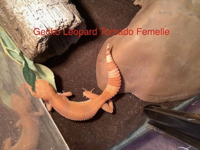 Léopard Gecko Tornado