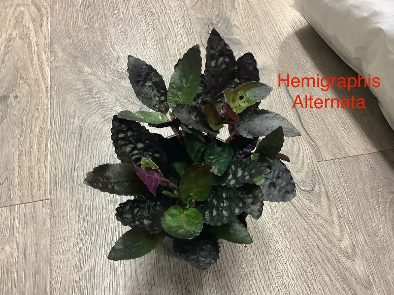 Hemigraphis Alternata