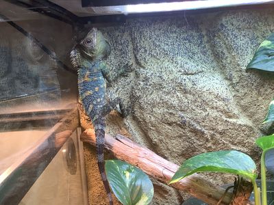 Chameleon forest dragon #3