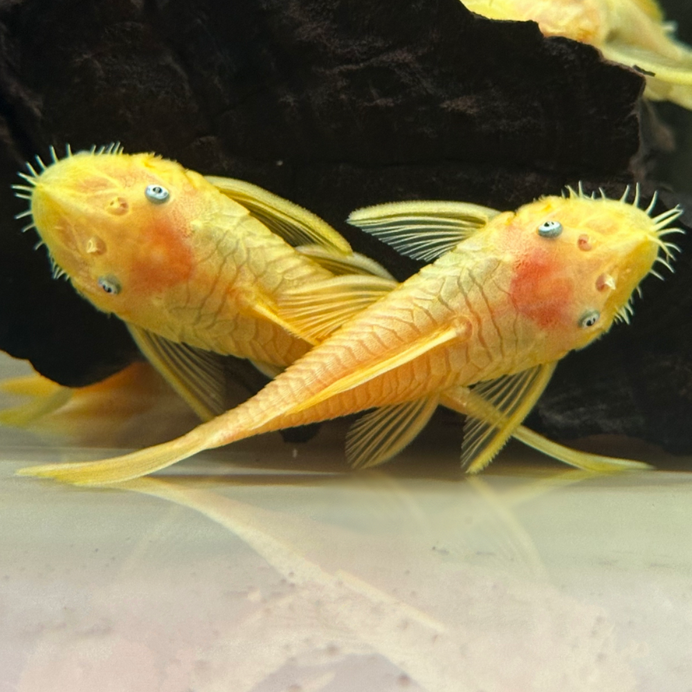 Albino Bristlenose Pleco (PREORDER)