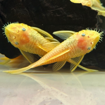 Albino Bristlenose Pleco (PREORDER) Albino Bristlenose Pleco (PREORDER)