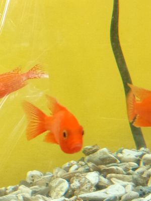 African Cichlid Peacock Firefish