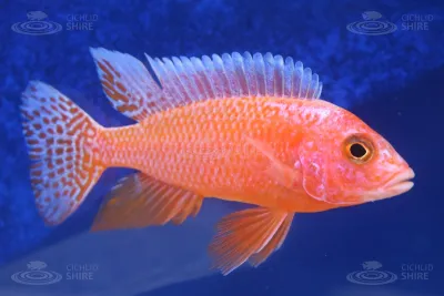 African Cichlid Peacock Firefish