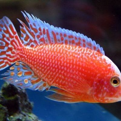 African Cichlid Peacock Firefish African Cichlid Peacock Firefish