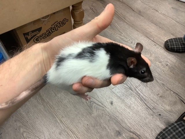 Fantasy Rat #4 (From our breeding) Fantasy Rat #4 (From our breeding)