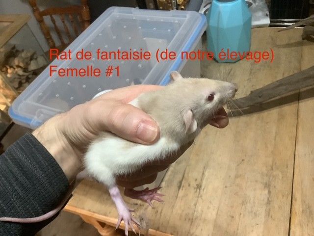 Fantasy Rat #1 (From our breeding)
