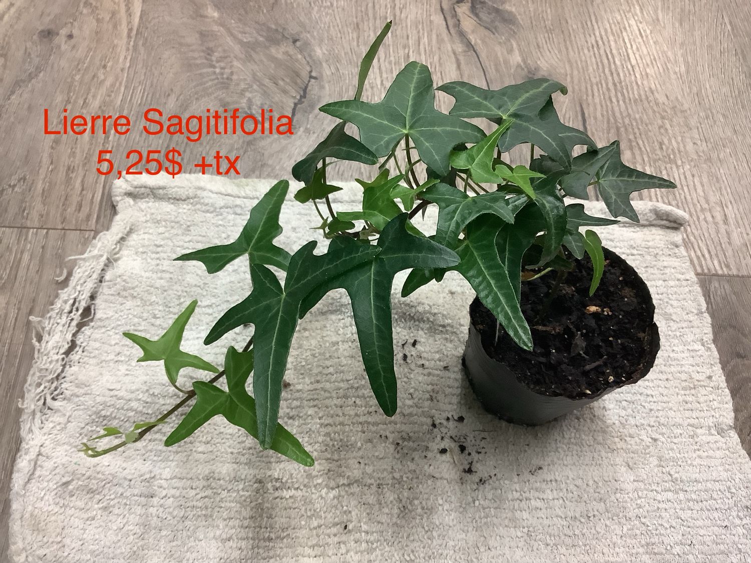 Lierre Hélix Sagitifolia