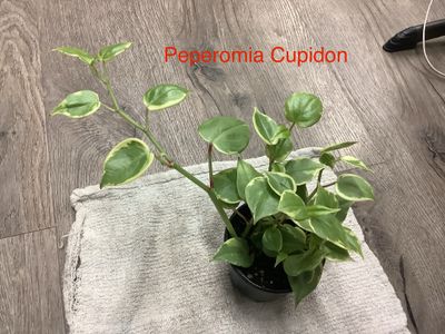 Peperomia Cupidon