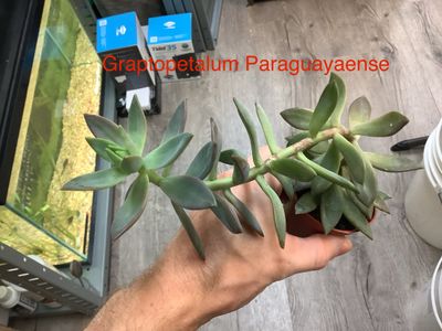Graptopelatum Paragueyaense