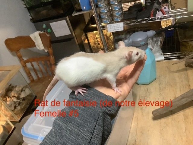 Fantasy Rat #5 (From our breeding)