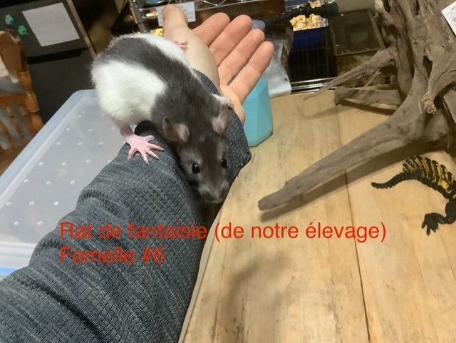 Fantasy Rat #6 (From our breeding)