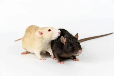 Living Rat XL 176-275 grams Living Rat XL 176-275 grams