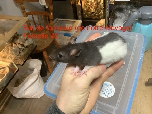 Fantasy Rat #2 (From our breeding)