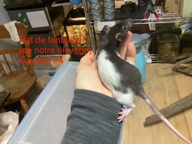 Fantasy Rat #4 (From our breeding)