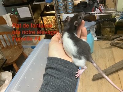 Fantasy Rat #4 (From our breeding)