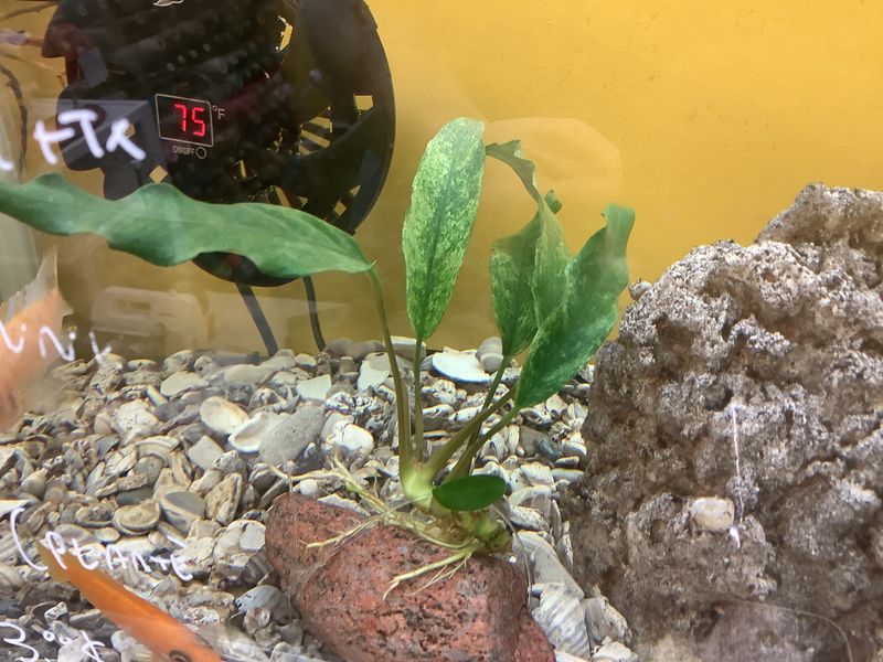 Anubias lanceolata Growing on rock