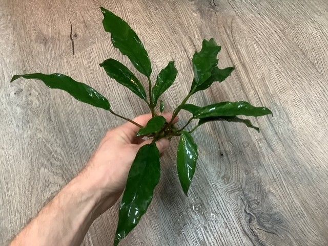Anubias Lanceolata