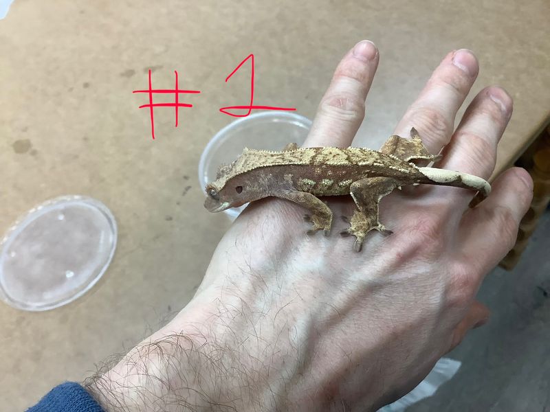 ​Juvenile #1 Crested Gecko