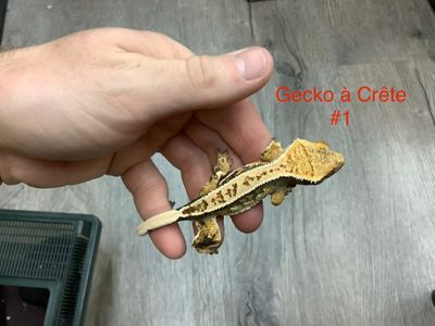 ​Juvenile #1 Crested Gecko