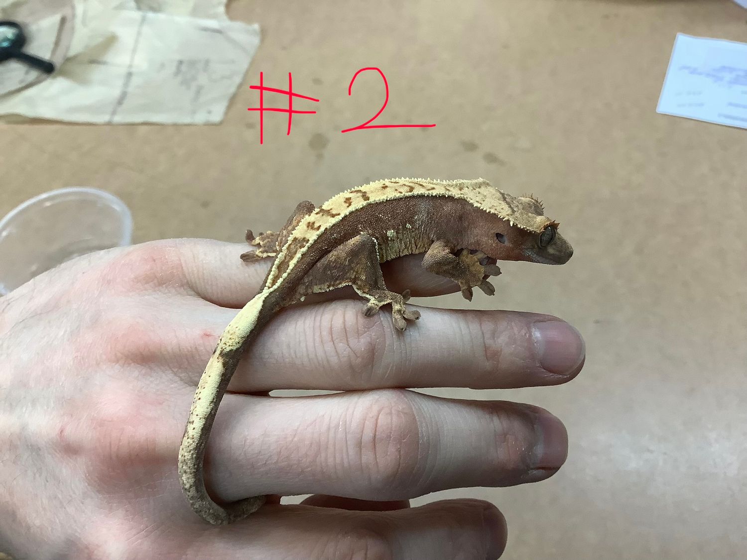 ​Juvenile #2 Crested Gecko