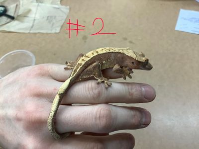 ​Juvenile #2 Crested Gecko