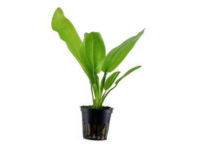 Echinodorus argentinensis