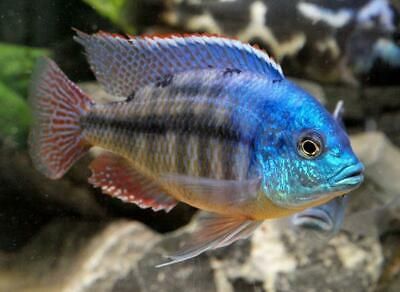 African Empress Red Cichlid
