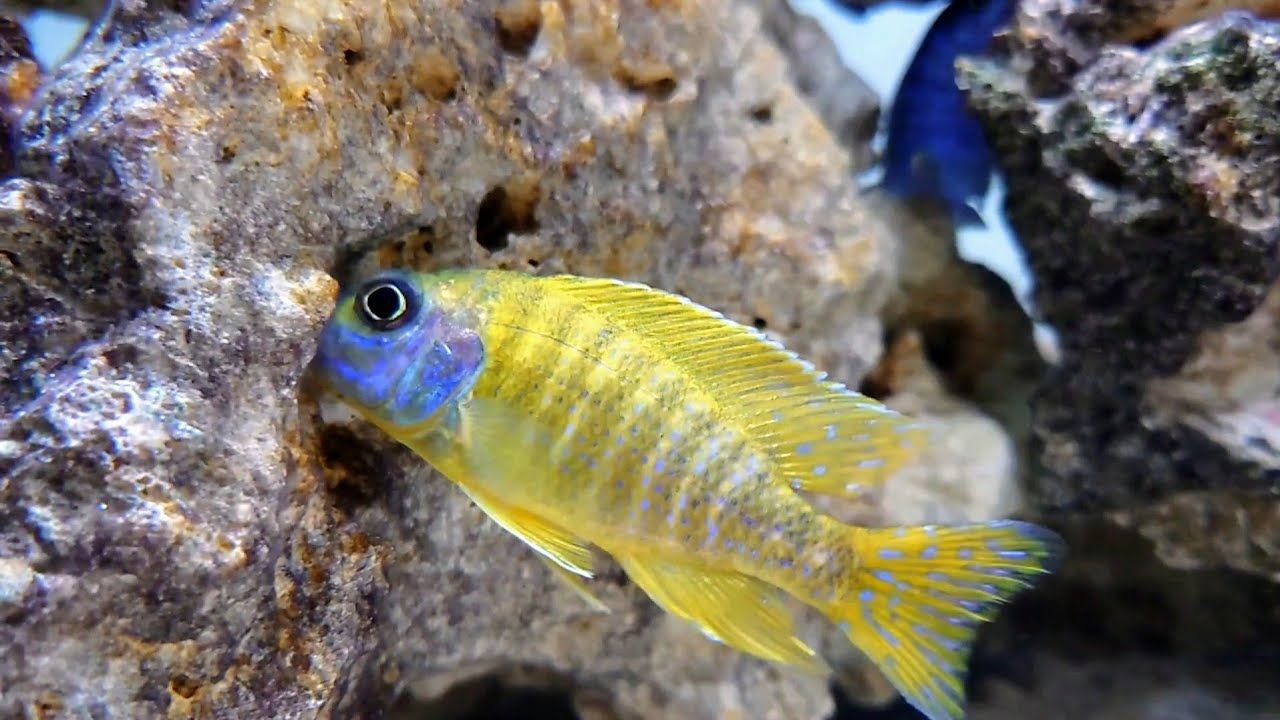 Yellow African Cichlid Peacock