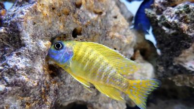 Yellow African Cichlid Peacock