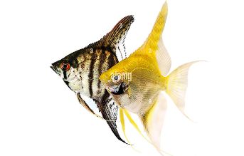 Angelfish various colors Medium size