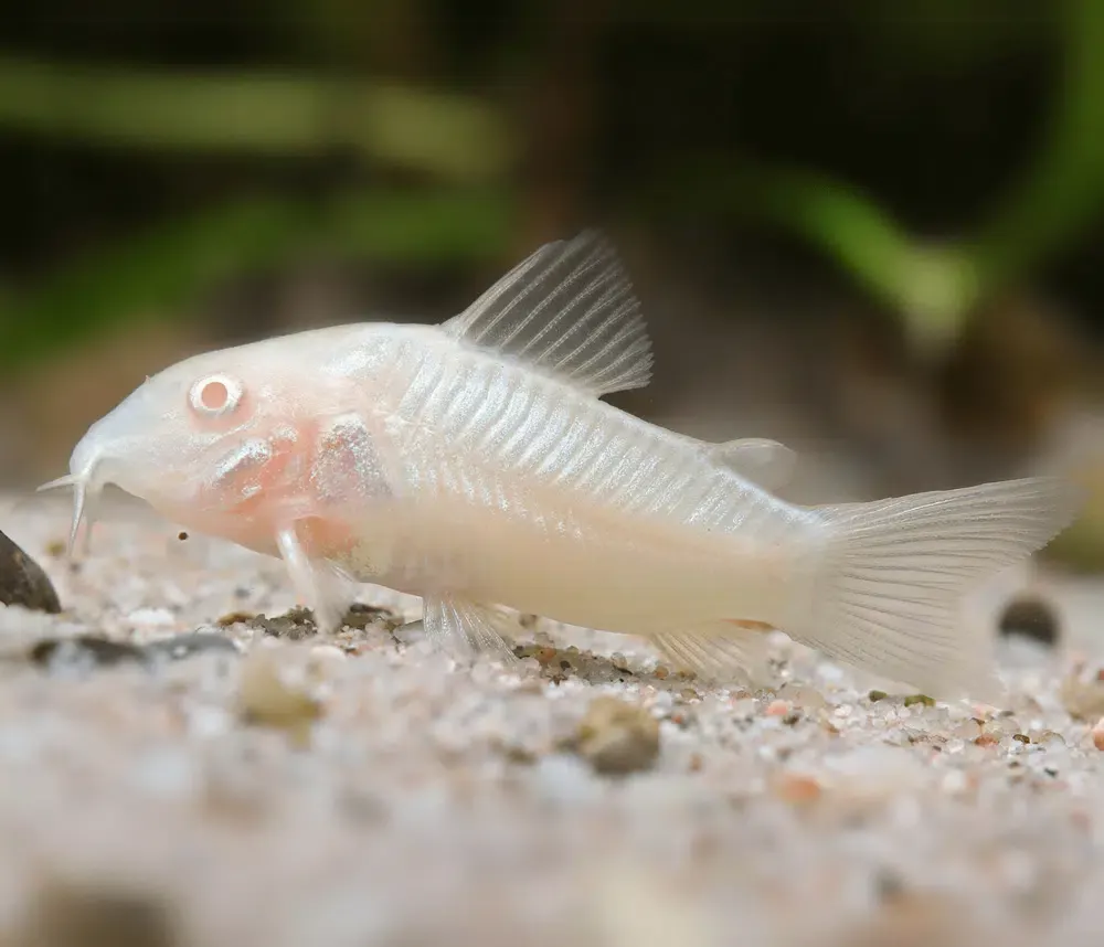 Albino Corydoras Albino Corydoras