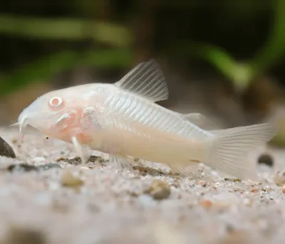 Albino Corydoras Albino Corydoras