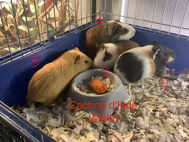 Guinea pigs Male