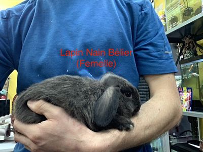 ​Rabbit Dwarf Aries #1 Male