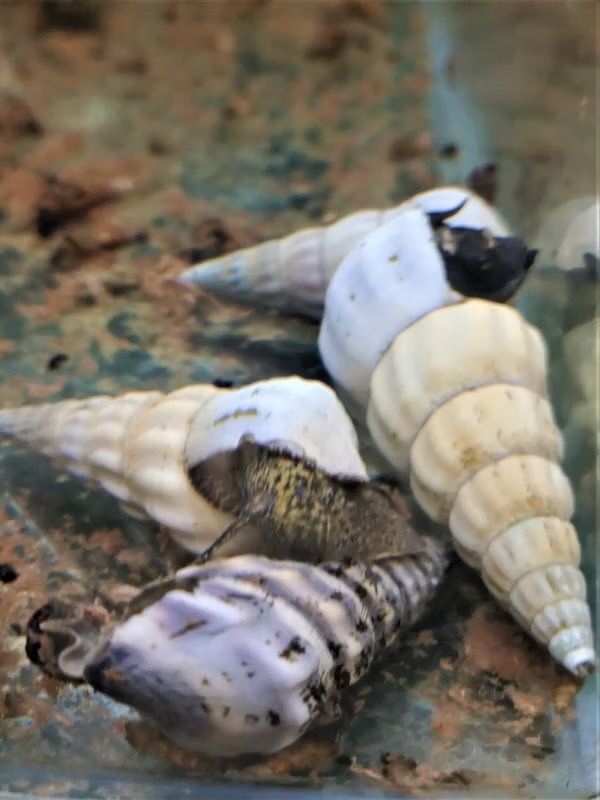 Hercule White Snail (Freshwater)