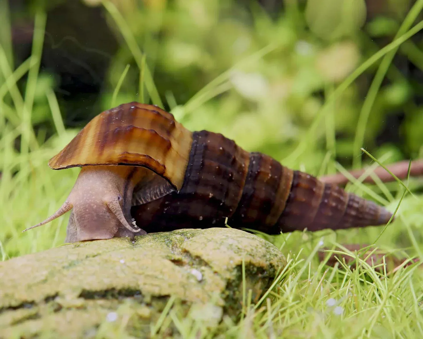 Hercule Snail (Freshwater)