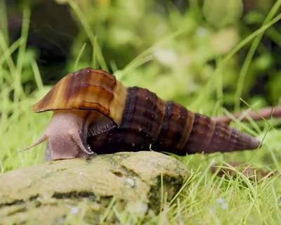 Hercule Snail (Freshwater)
