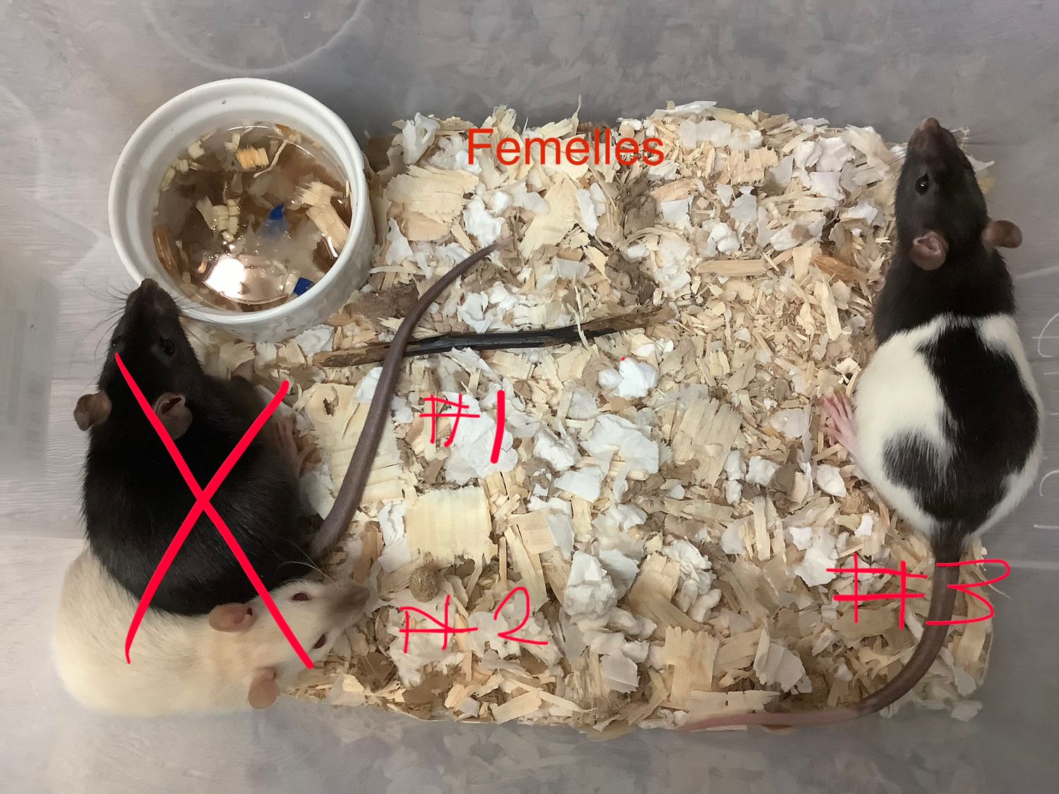 Female fancy rat from our breeding