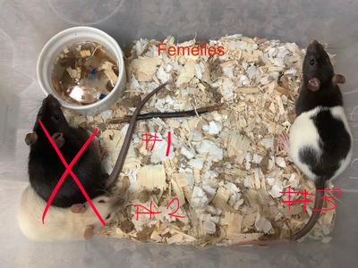 Female fancy rat from our breeding