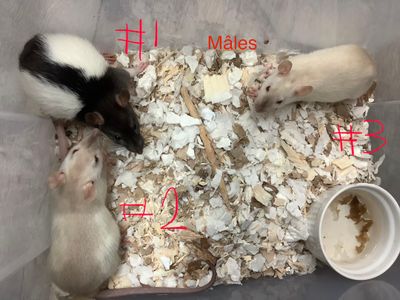 Male fancy rats from our breeding